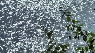 Sunlight Reflection on Calm Water Surface