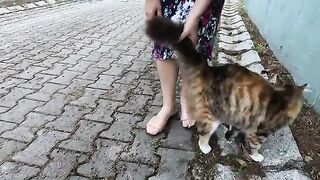 Stray cat Mimi is meowing loudly and asking for food