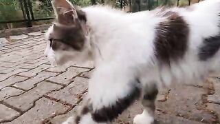 How the stray cat I know for two years get jealous when I'm petting another cat