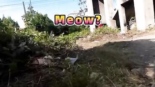 Cat chased by dog