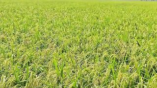 Rice field 3