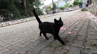 I Met the Friendliest, Most Cute Stray Cat Ever!