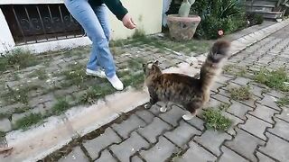 This adorable stray cat greets me by hugging my hand every time we meet