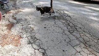 These two stray cats always manage to melt my heart with their cuteness