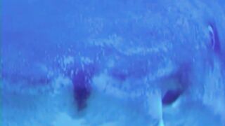 Why Sharks Love Dead Whales?