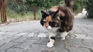 Pom pom the Stray Cat Greets Me With Lots of Meows Every Time We Meet