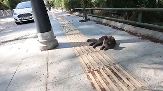 When Stray cat Maisy heard my voice, she quickly got up and bumped to my camera