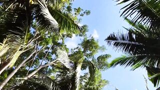 Tall Coconut Palm Trees Against Blue Sky