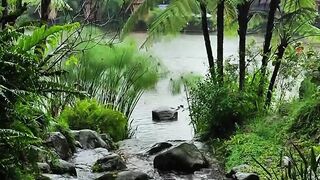 Tropical River Surrounded by Lush Greenery