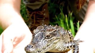 Woman picks up retarded baby crocodile #animals #pets #crocodile