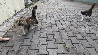 Stray cat Mimi and her friend came running towards us with their tails in the air