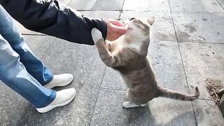 Is This Love? Stray Cat First Licked My Hand, Then Gently Bit