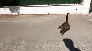 I Met the Most Talkative, Fastest  Cat Ever!