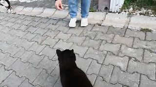 I've never heard a cat  like that