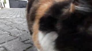 Two stray cats are asking us for food with their unique meows