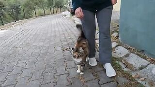 Mimi the stray cat greets us in the same way every time we meet