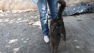 Very hungry stray cat is trying to get to the food as quickly as possible