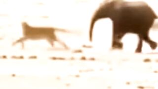 Never Give Up! See How This Little Elephant Survives a Relentless Attack #wildlife #babyelephant #lions #crocodile