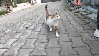 Two overly excited sibling cats are always very talkative