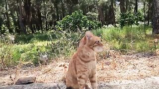 Stray cat greeting us with her sweet , missed us so much