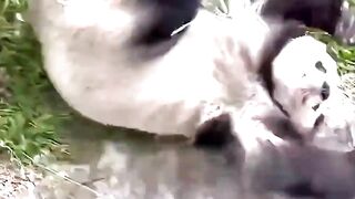Cute Baby Panda #animals #panda #funnymoments