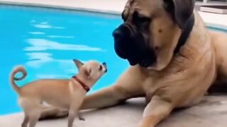 Curiosity Gone Wrong: Funny Pet Mishaps