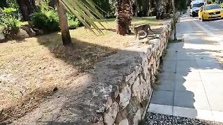The meowing male cat walked away from us even though we showed him the food