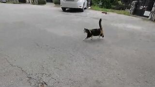 This adorable stray cat expresses her affection for me with loving bites and kneading