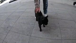 Old cat who started purring as soon as I petted her, just wanted to be petted