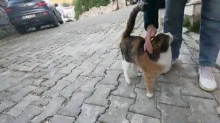 Incredibly Cute Stray Cat That Talks to Me By Purring in Different Tones