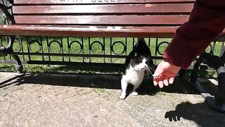 LOVE CATS 2