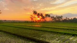 Rice Fields at Sunset with Reflection Canal