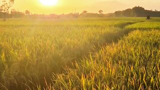 Ripening Rice Plants Under Sunset Light
