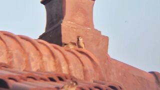 Traditional Roof Architecture at Sunset
