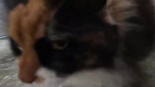 Pom Pom the cat came to us meowing and she started purring when we petted her