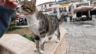 The cute male cat with spotted fur at the harbor