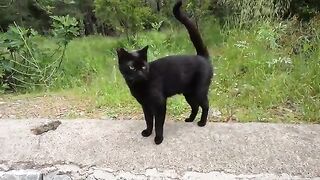 Stray cat started complaining with aggressive meowing when the other cat approached