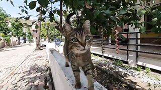 Stray cat started purring and kneading when I petted her