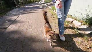 Stray cat I feed every day greets me with the warmest feelings every time we meet