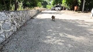 Stray cat who meows very loudly and his friends are asking for food