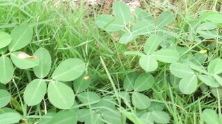 Close-Up of Green Groundcover Leaves in Natural Grassland