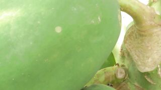 Close-Up of a Green Papaya Fruit Growing on the Tree
