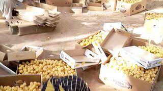 Working hard dates fruit ???????? Saudi Arabia alqaseem
