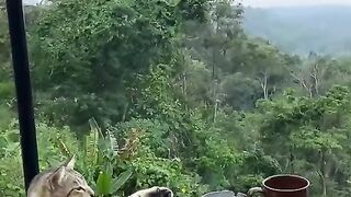 santuy