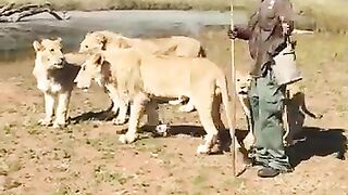 shepherd Lions in South Africa