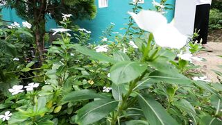 Beautiful White Periwinkle Flowers in a Lush Garden