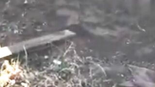 Copperhead Snake Den Found During Excavation