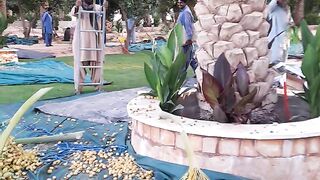 Dates session 2026 Saudi Arabia alqaseem