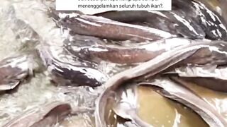 Pantas saja pemijahan lele gagal kalian melupakan hal ini