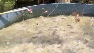 Takaran pakan lele dari kecil hingga besar per 1000 ekor